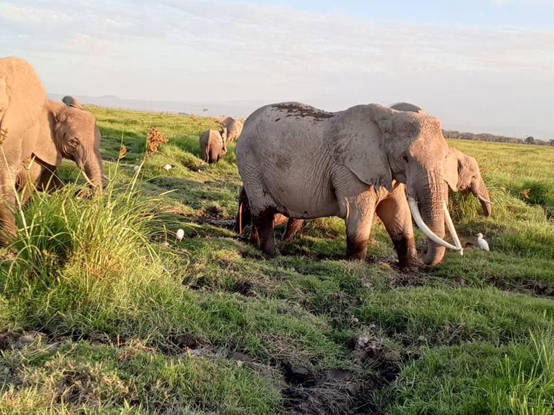 Marimpet Safaris
